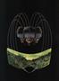 aa